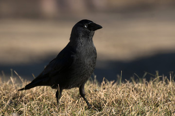Obraz premium El zanate parece un cuervo con ojos azules