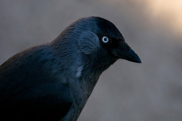 El zanate parece un cuervo con ojos azules