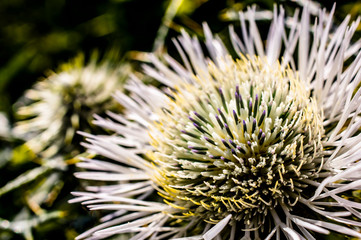 Flower Thistle Bee Bumble Bee Spider Beetle Ladybug Macro photography