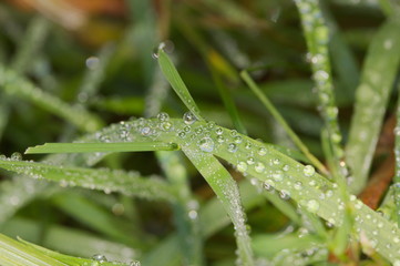 Fresh green grass with dew drops closeup. Nature Background