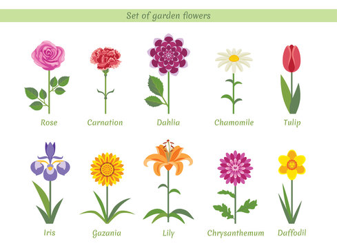 Set of named garden flowers. Collection of vector bright flat images. Rose, Carnation, Dahlia, Chamomile, Tulip, Iris, Gazania, Lily, Chrysanthemum, Daffodil.