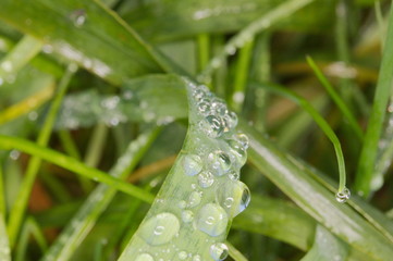 Fresh green grass with dew drops closeup. Nature Background