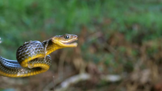 Common Sipo (Chironius exoletus) threat display. with open mouth and striking. It is starting to shed its old skin. In the Ecuadorian Amazon.