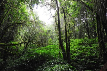 Fototapeta premium Mountain forest. Green forest in the mountains of Chiang Mai 