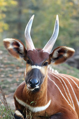 The detail of the head of bongo (Tragelaphus eurycerus) with huge horns and ears and green and...