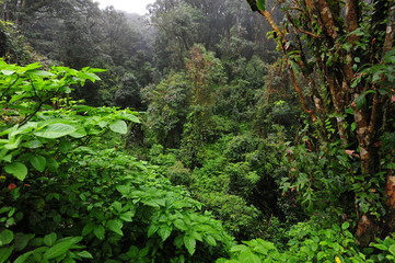 Mountain forest. Green forest in the mountains of Chiang Mai 