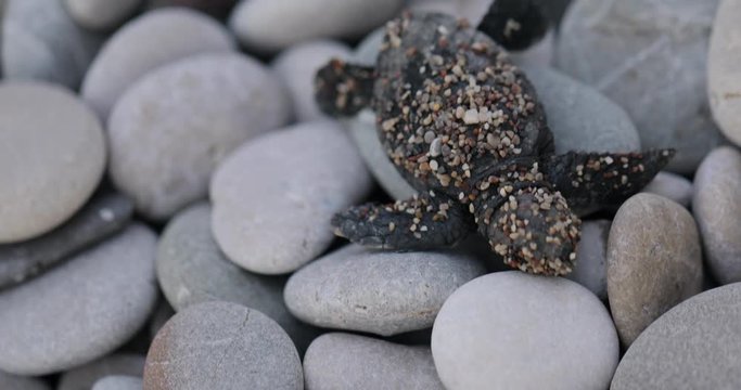 Newborn turtles run to the sea wave, close-up of a turtle, turtles are selected from eggs on a beautiful beach, national park life.