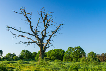 Old dry tree on green spring meadow in clear morning