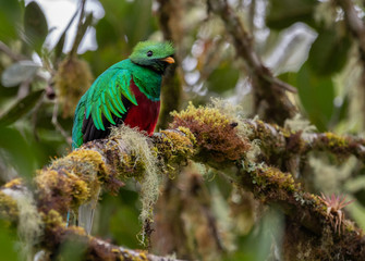 Obraz premium Quetzal in Costa Rica 