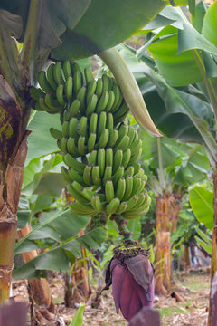 Platanera de Canarias 2