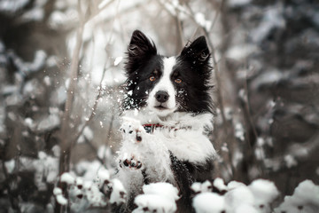 border collie dog beautiful winter portrait in a snowy forest magic light	