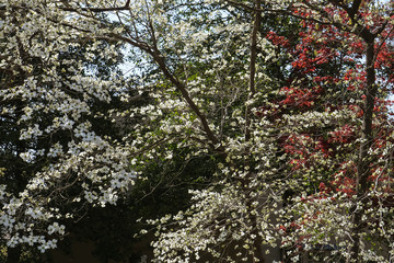 Background of dogwood blossoms in early spring