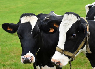 Two cow heads of frisian Holstein cows.