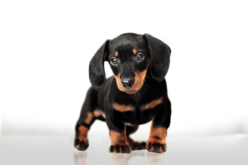 cute black with red puppy of a rabbit dachshund on a white background