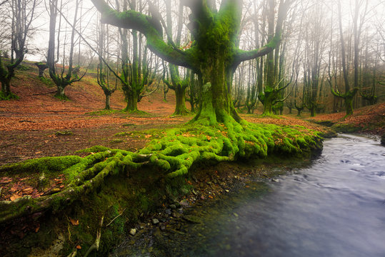 View of trees covered with moss in Gorbea Natural Park