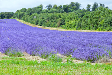 Obraz na płótnie Canvas Purple lavender field in bloom on the edge of hedgerow with shrubs, trees, on a summer day .