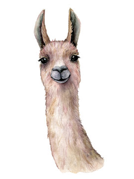 Watercolor Llama Original Art, Bad Hair Day PNG, Instant Download,  Sublimation Graphics 