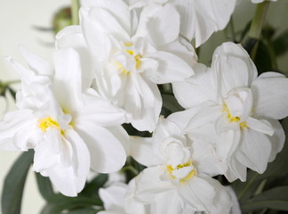 Fototapeta na wymiar A bouquet of white and yellow flowers daffodils close-up. Romantic gentle floral composition