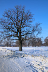 Obraz premium winter landscape with trees and blue sky