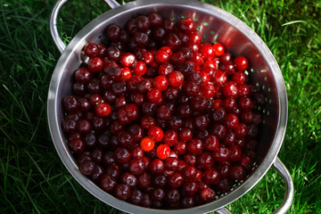  Ripe fresh organic sweet cherries at summer