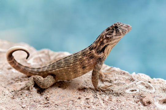 Close up of agama on rock