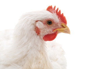 One white chicken.