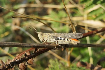 Grasshopper on plant branch in the garden, closeup