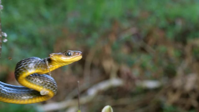 Common Sipo (Chironius exoletus) threat display. with open mouth and striking. It is starting to shed its old skin. In the Ecuadorian Amazon.