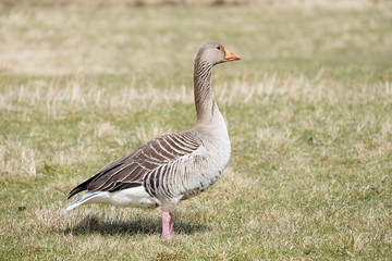goose on green grass