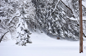 Winter landscape at early morning in Austria, Europe.