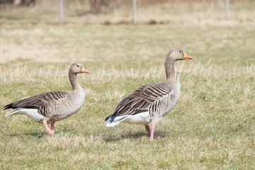 Obraz na płótnie Canvas goose and goslings