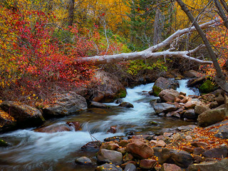 Panele Szklane  Kolory jesieni wzdłuż rzeki