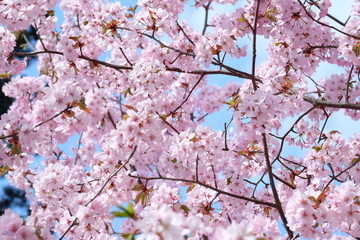 cherry blossom on background of blue sky