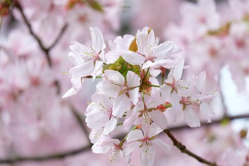 cherry tree blossom in spring