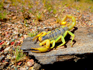 The Scorpion