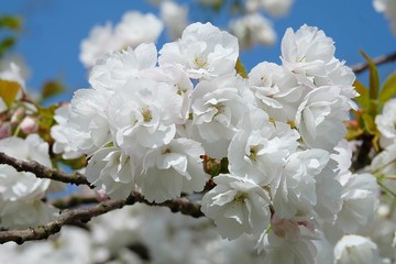 white flowers of cherry tree