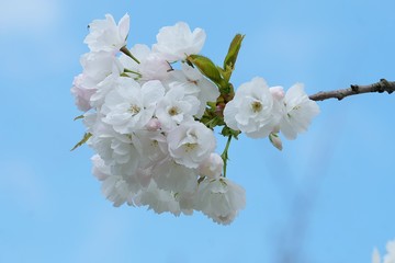 cherry tree blossom