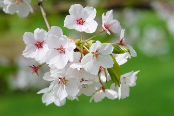 flowers of cherry blossom