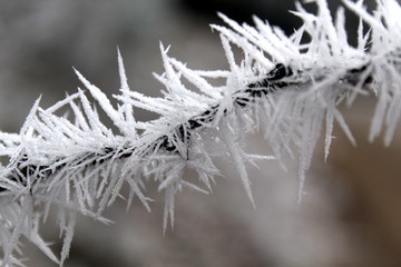 Eiskristalle, Frostiger Zweig