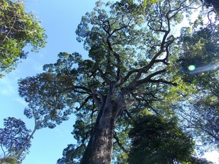 jequitibá matriarch - milenar tree