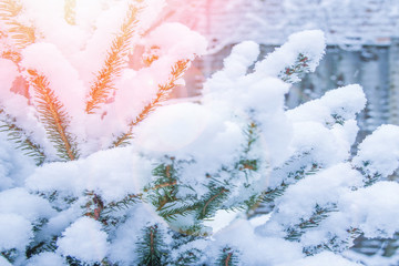 winter tree in park background