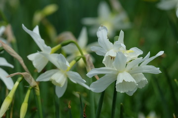 white flowgardeners in the 