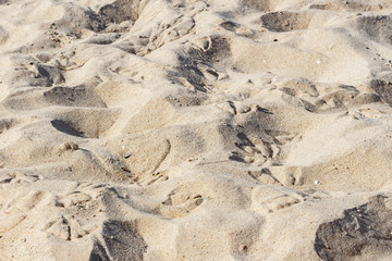 the texture of the sand with seashells for a summer background