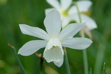 Fototapeta na wymiar white flower in garden