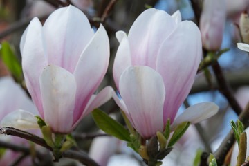 magnolia blossom in spring