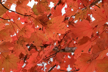 Bright Winter Foilage in Asheville