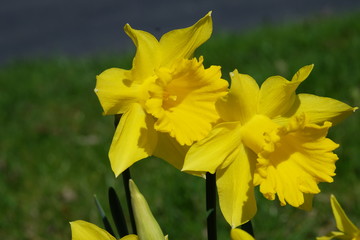 yellow daffodils on green background