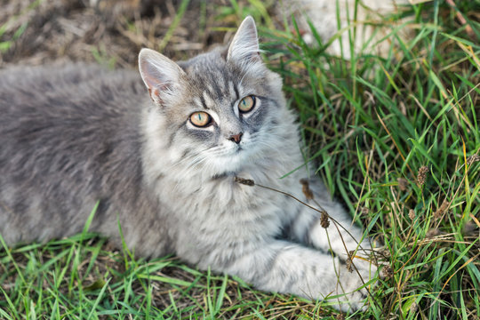 Gray street cat closeup