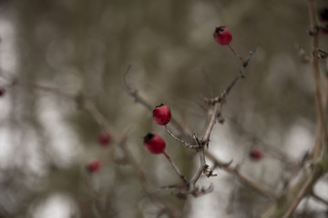 red berries in winter