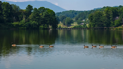 Ducks on Lake Junaluska